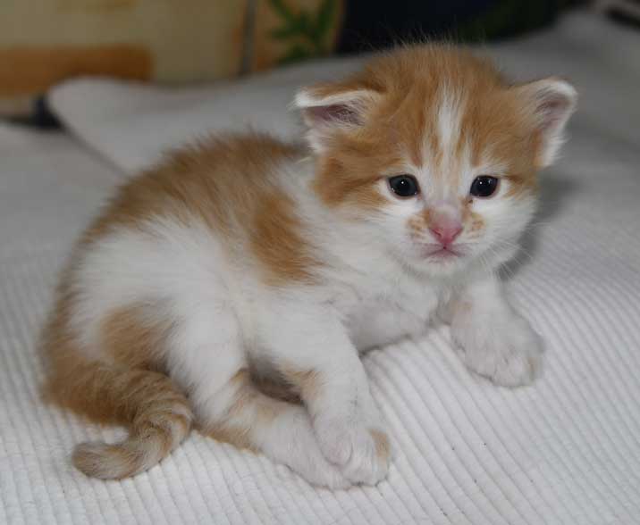 sibirisk kattunge Aldermin