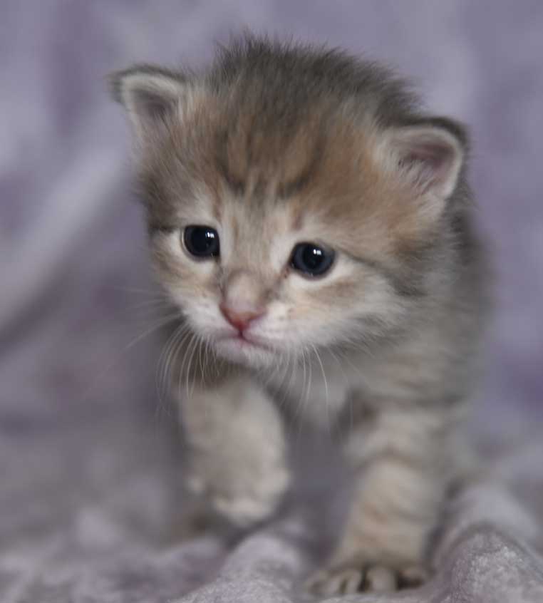 sibirisk kattunge Beemim