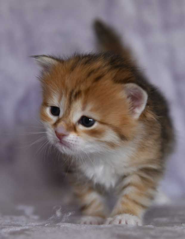 sibirisk katt Bella