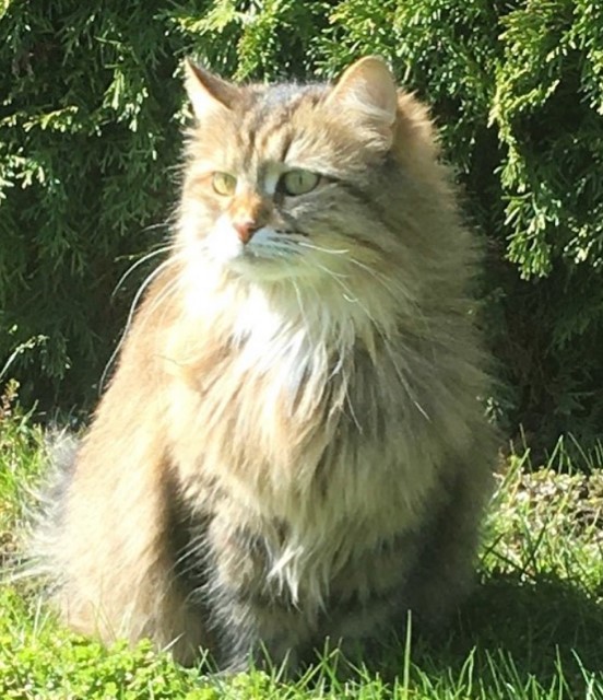 sibirisk katt Juliet