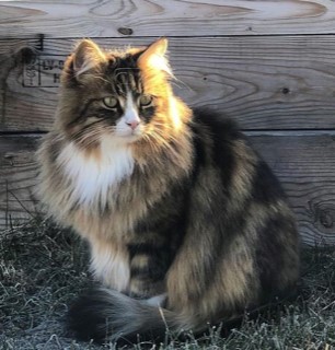 sibirisk katt Umbriel