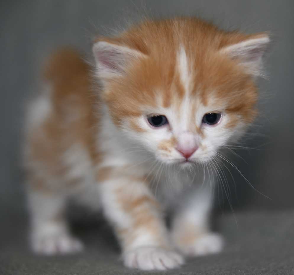 sibirisk kattunge Antares