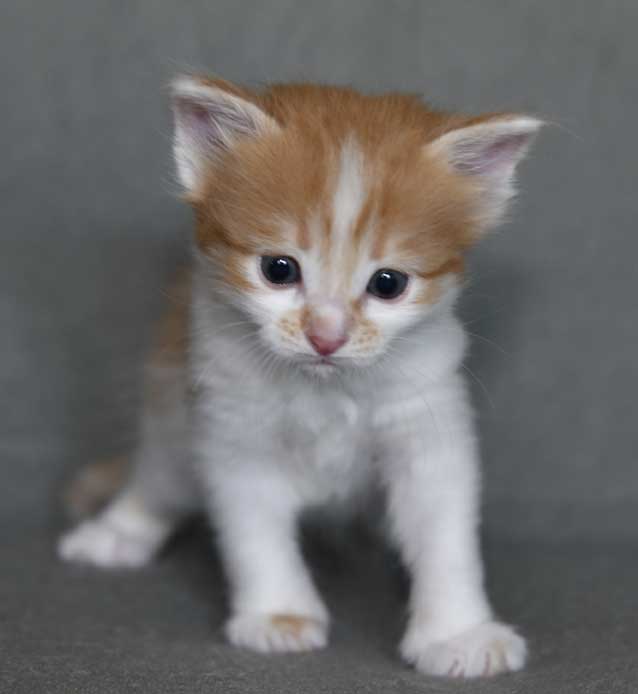 sibirisk kattunge Aldermin