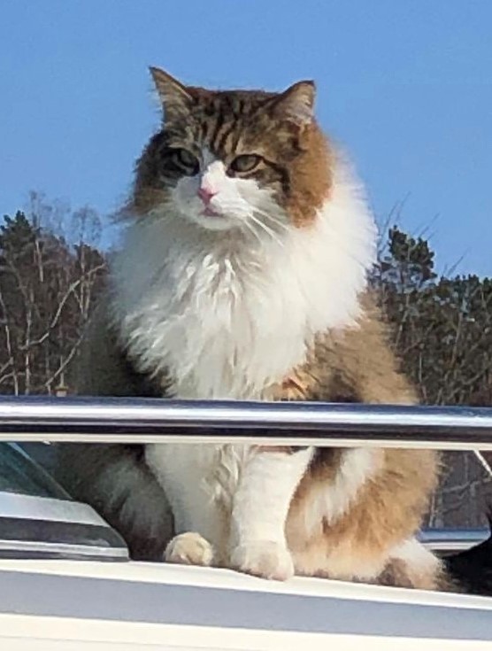 sibirisk katt Valentine