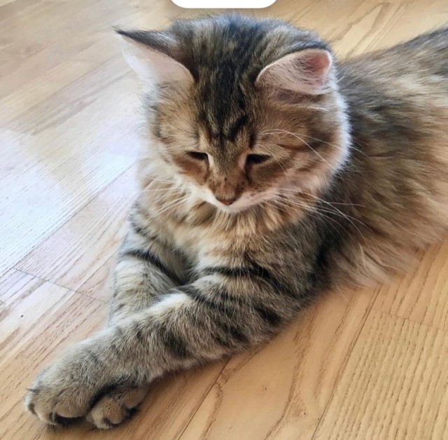 sibirisk katt Yetta