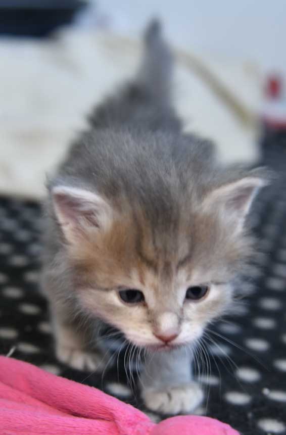 sibirisk kattunge Beemim