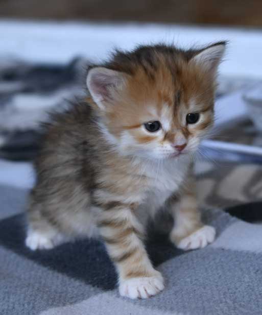 sibirisk kattunge Bella