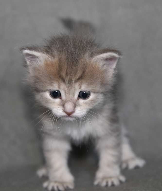 sibirisk kattunge Beemim