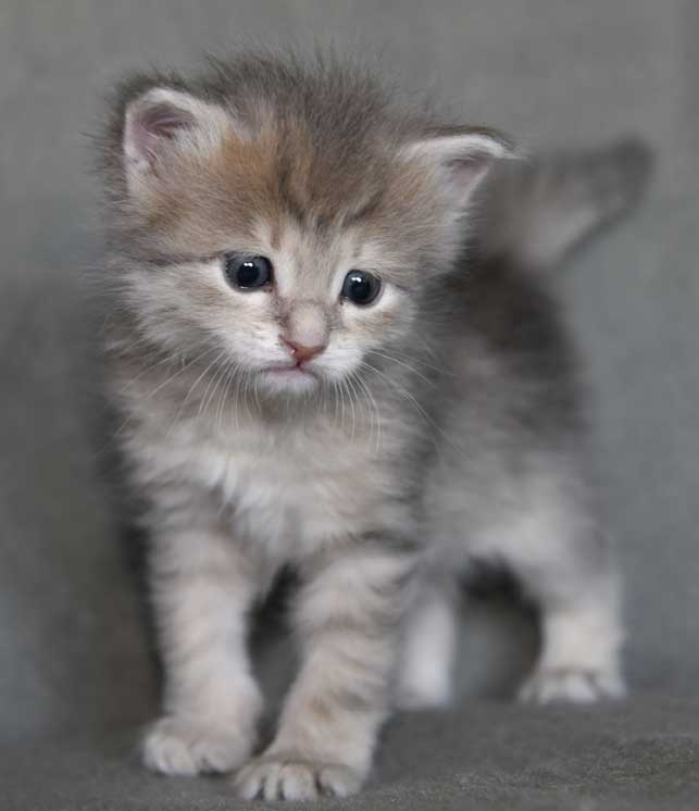 sibirisk kattunge Beemim