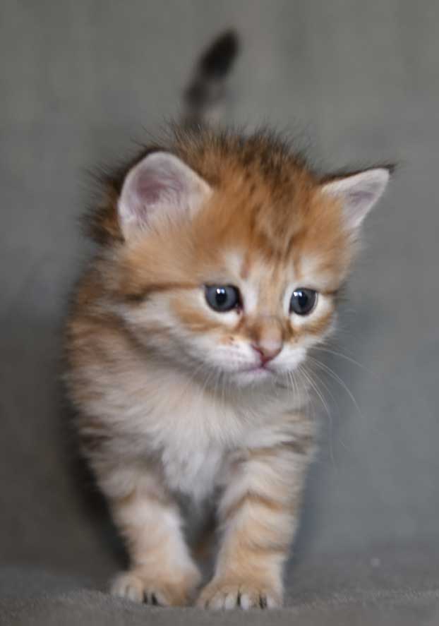 sibirisk kattunge Betelgeuse