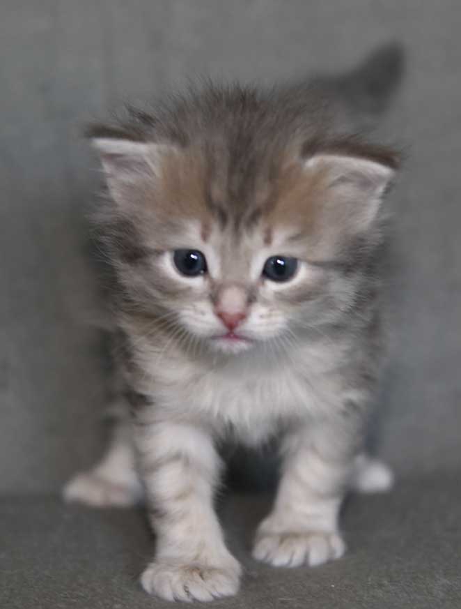 sibirisk kattunge Beid