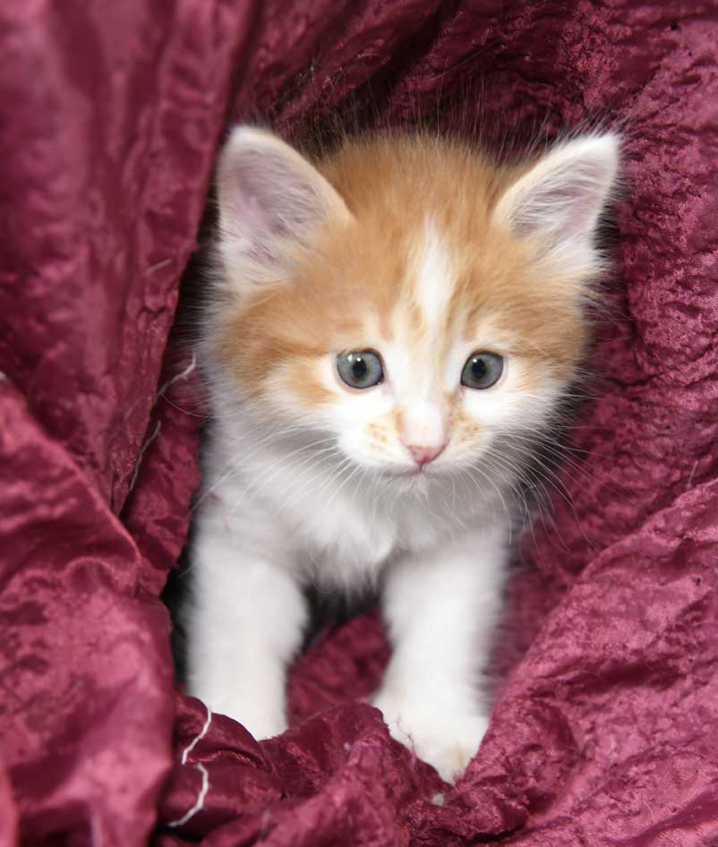 sibirisk kattunge Aldermin
