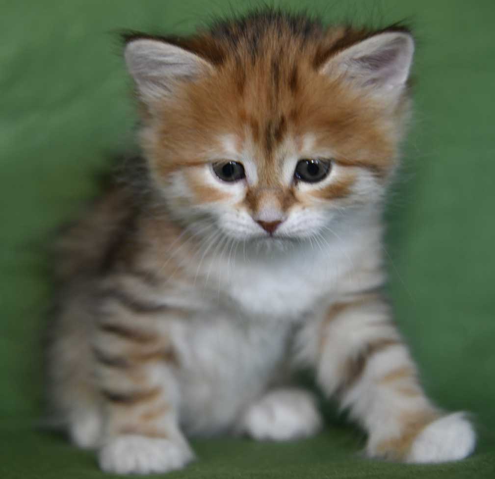 sibirisk kattunge Bella
