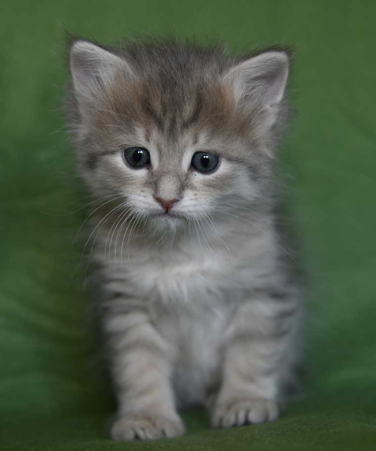 sibirisk kattunge Beemim