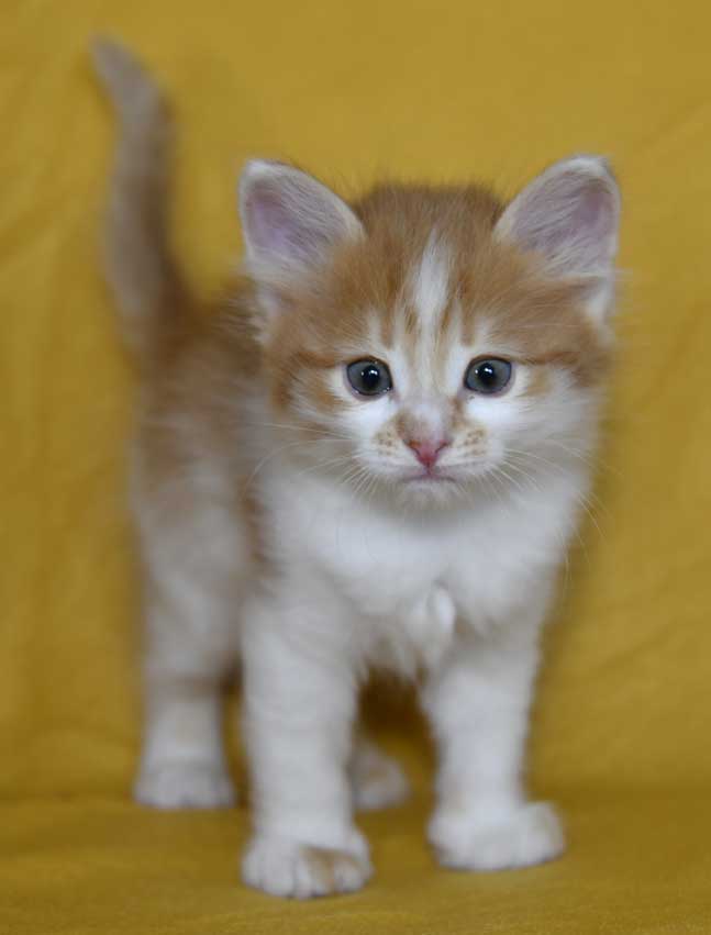 sibirisk kattunge Aldermin