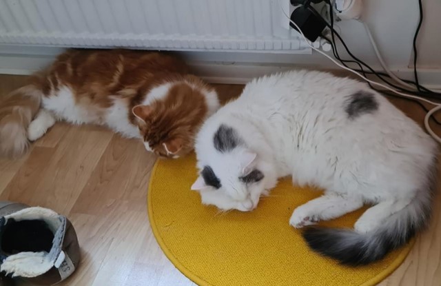sibiriska katter Mars o Xanthus