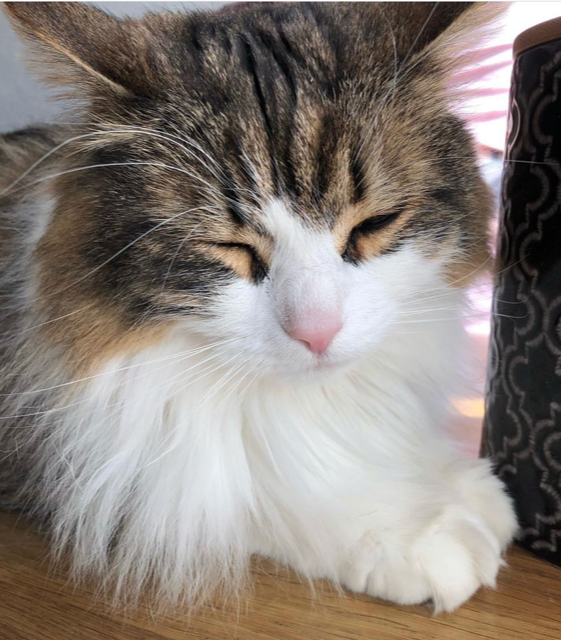 Sibirisk katt Valentine