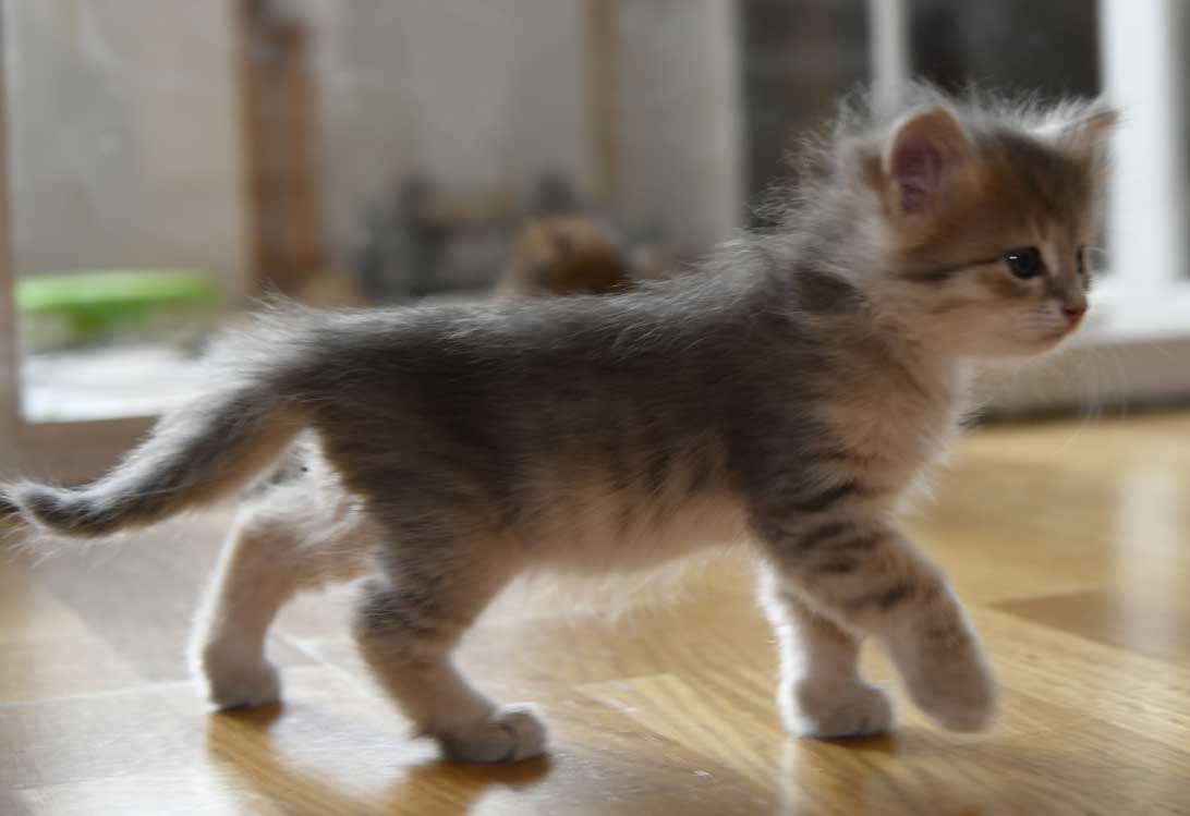 sibirisk kattunge Beemim