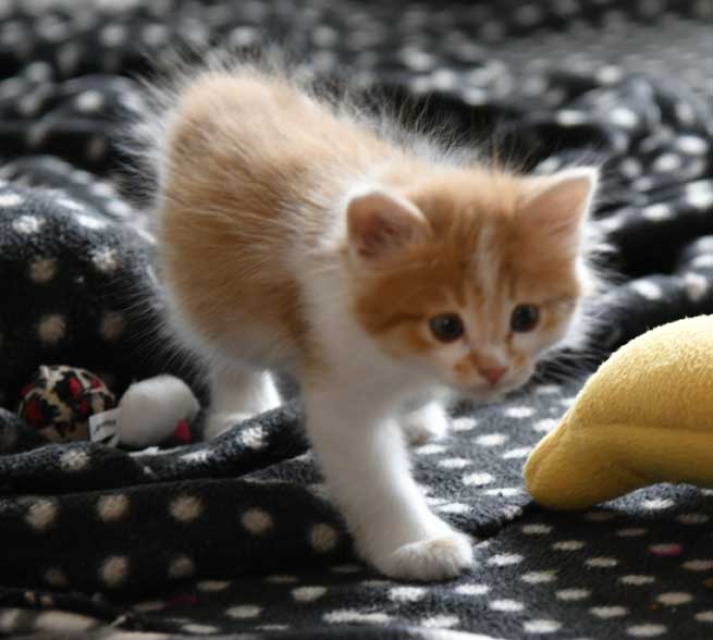 sibirisk kattunge Aldermin