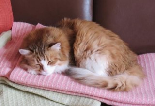 Sibirisk katt Galileo