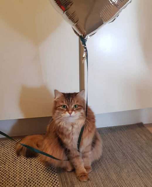 sibirisk katt Quirk
