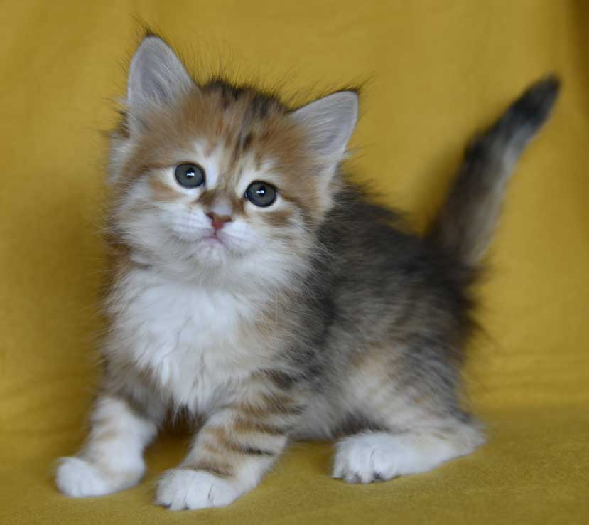sibirisk kattunge B3-kull