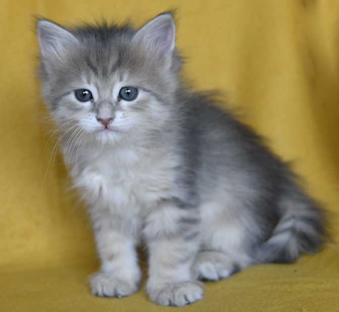 sibirisk kattunge Beemim