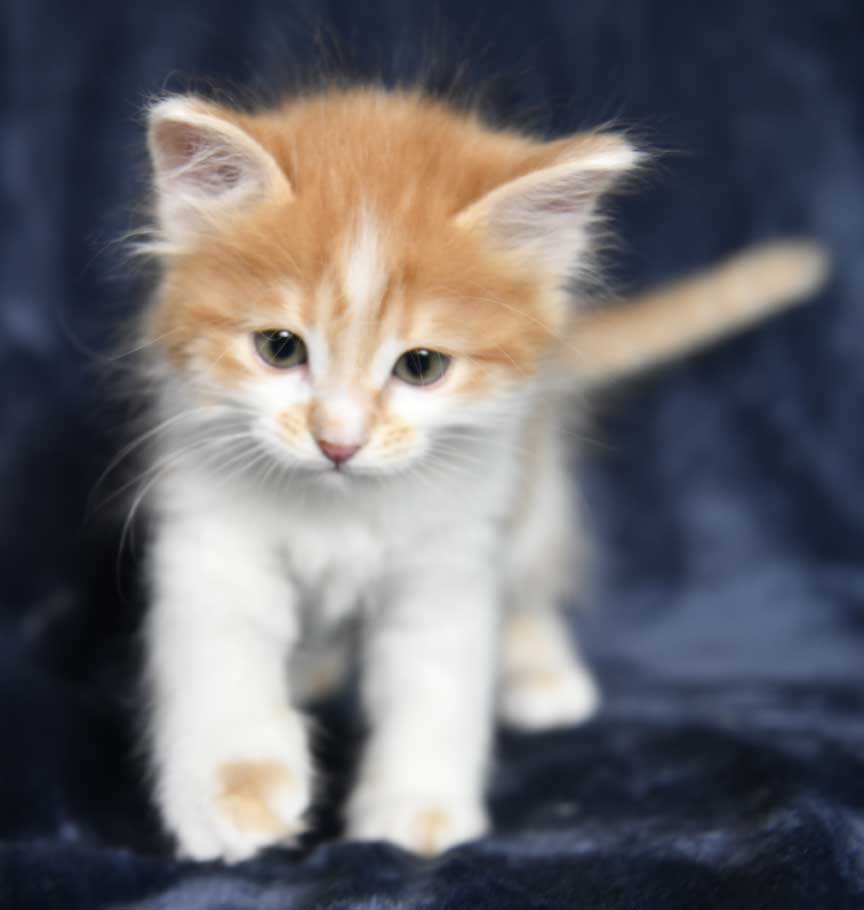 sibirisk kattunge Aldermin