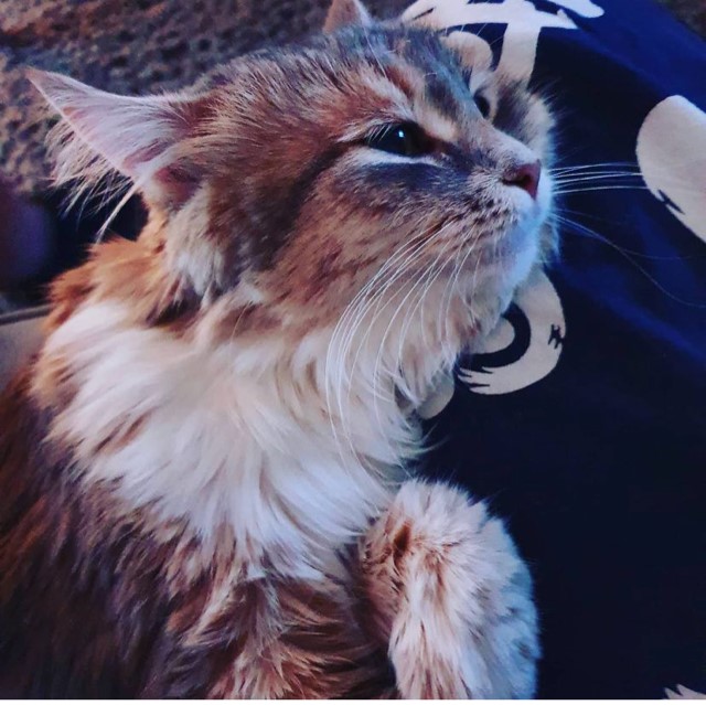 Sibirisk katt Utopia
