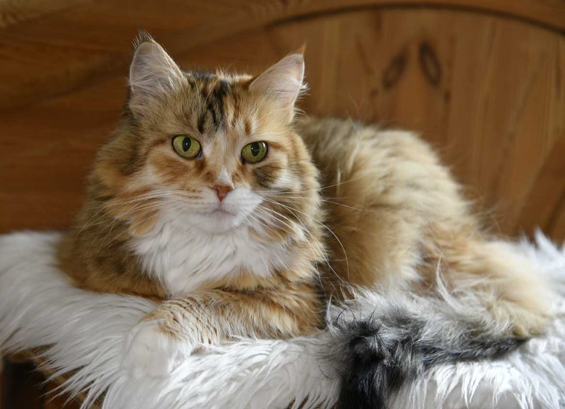 sibirisk katt Dani