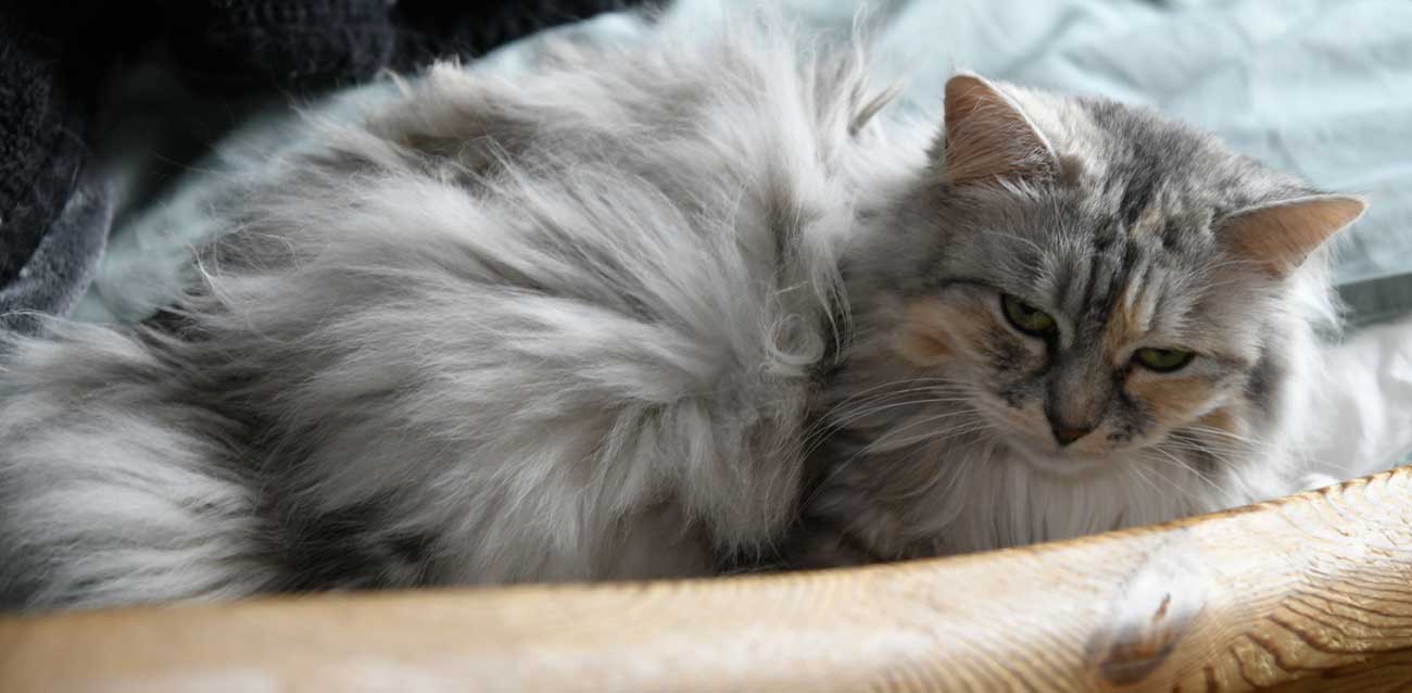 sibirisk katt Zinnie