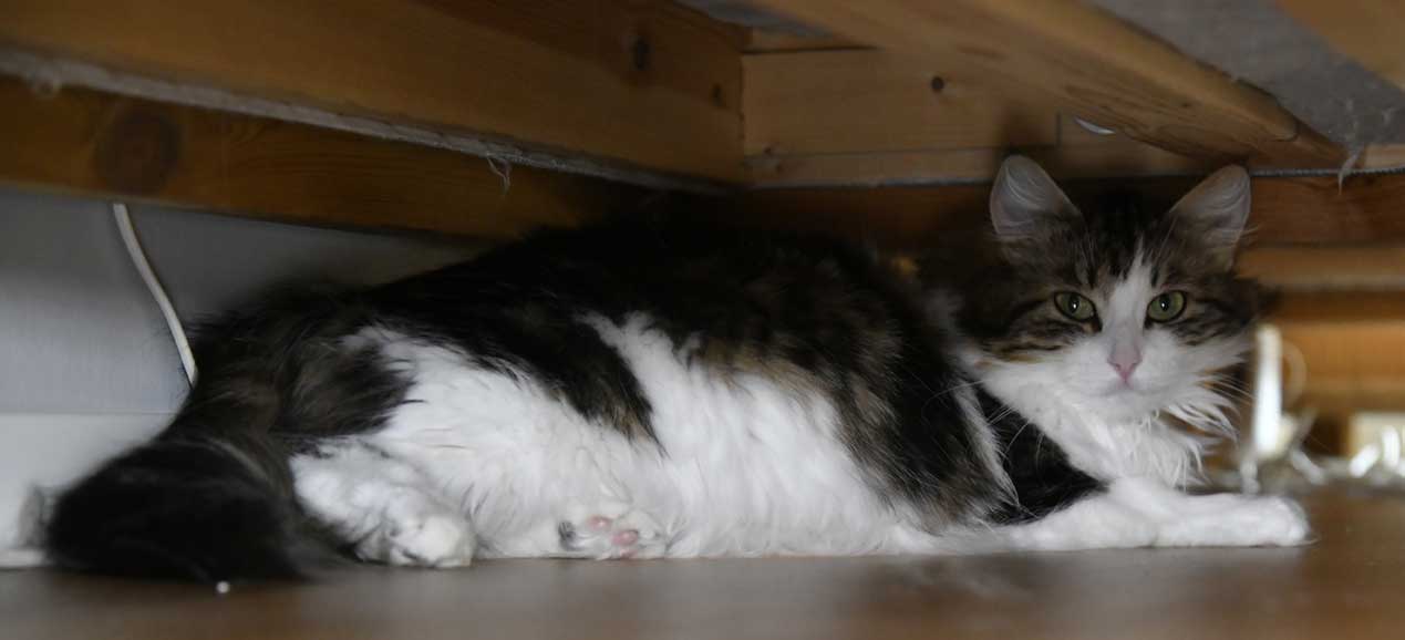 sibirisk katt Vickie