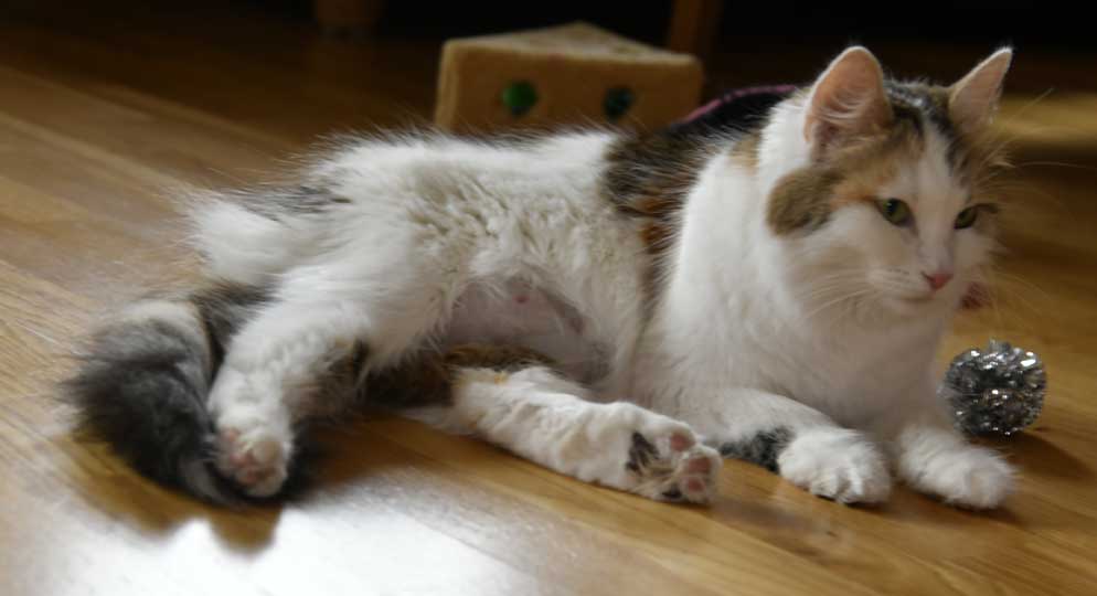 sibirisk katt Tracie