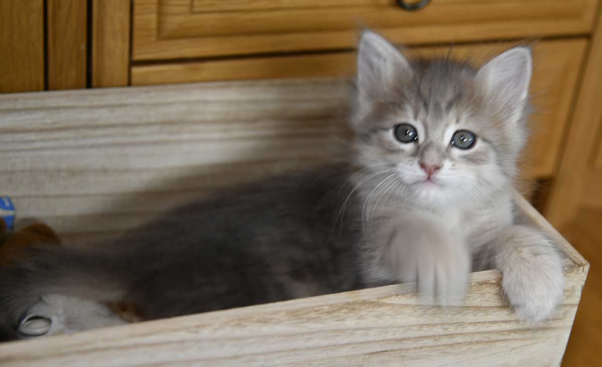 sibirisk kattunge Beemim