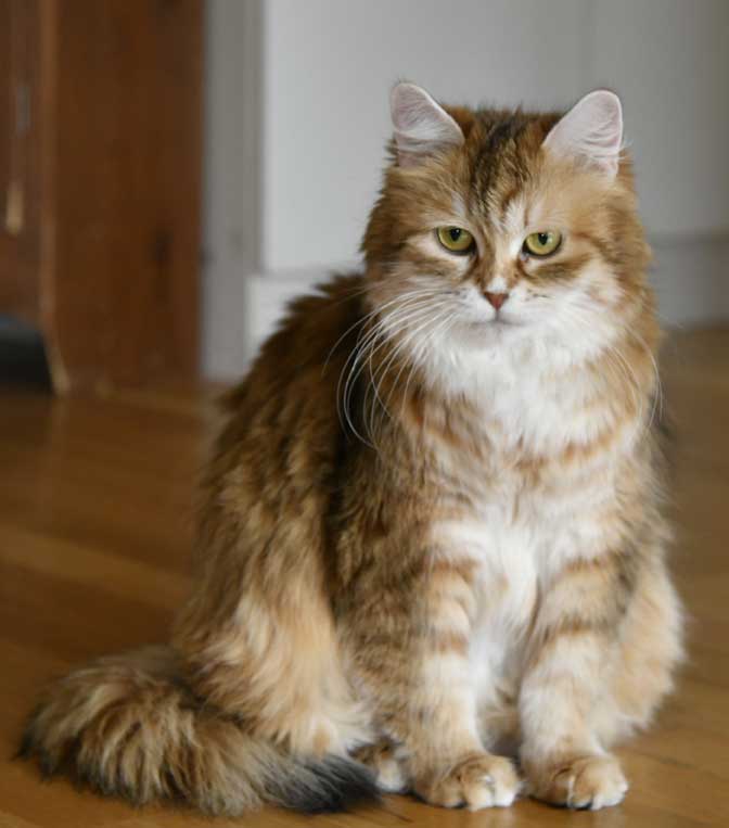 sibirisk katt Uni