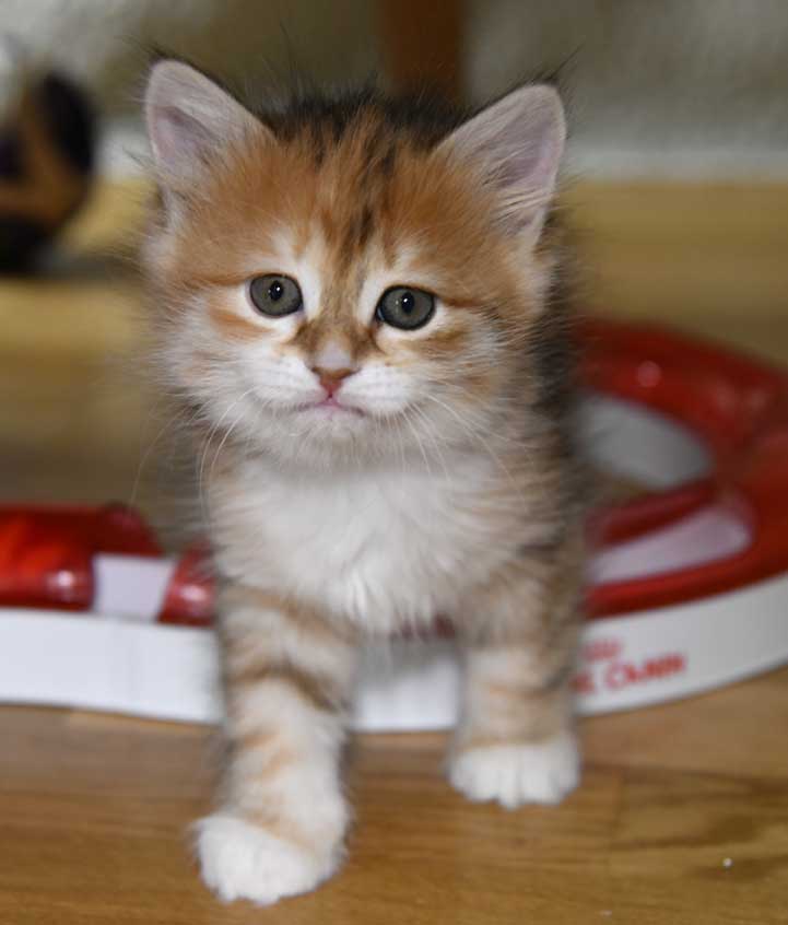 sibirisk kattunge Bella