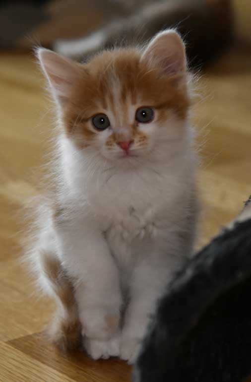 sibirisk kattunge Aldermin