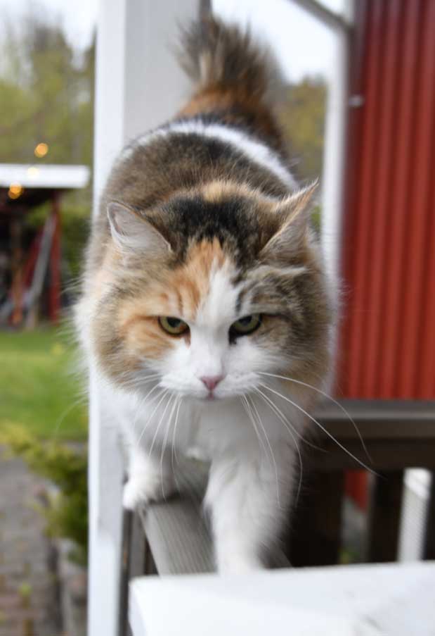sibirisk katt Colbie