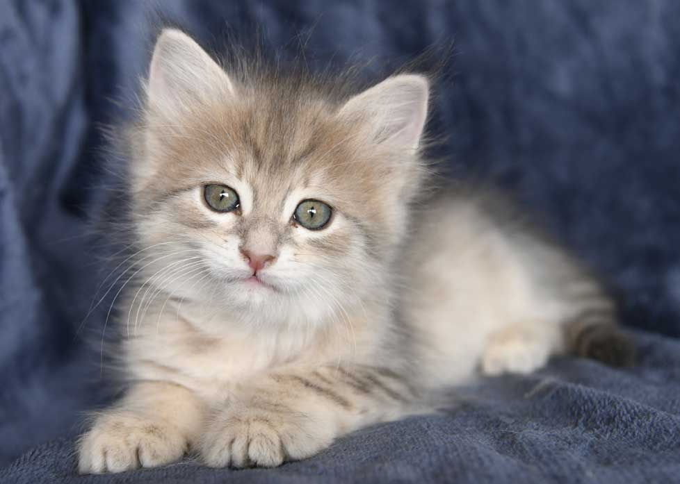 sibirisk kattunge Beemim