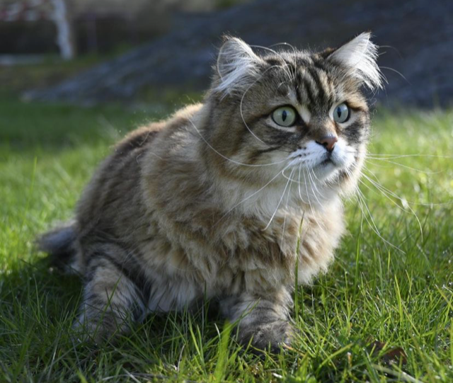 sibirisk katt Lulin