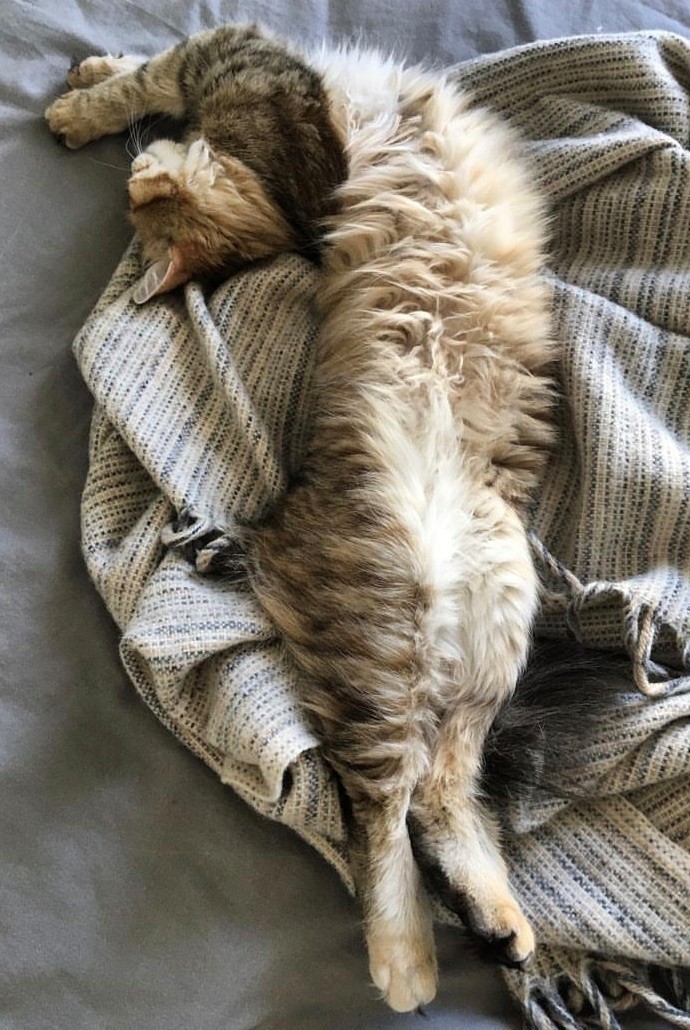 Sibirisk katt Yetta