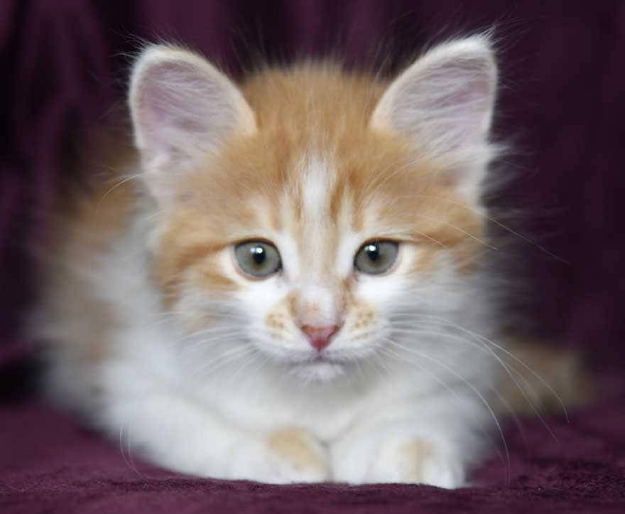 sibirisk kattunge Aldermin