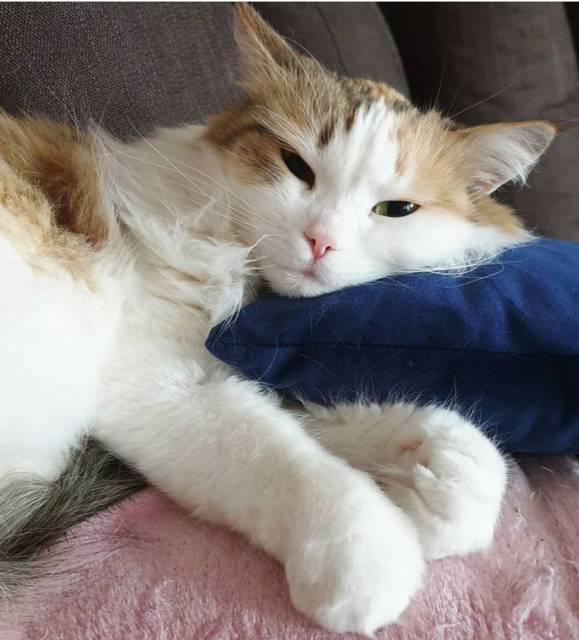 Sibirisk katt Nymphe