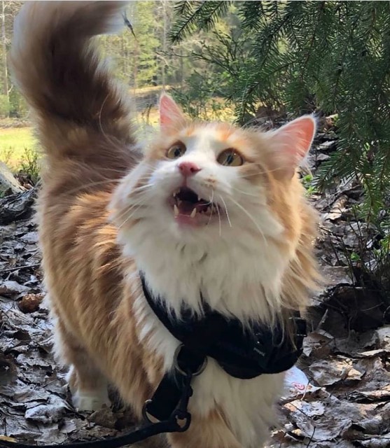 Sibirisk katt Verdi