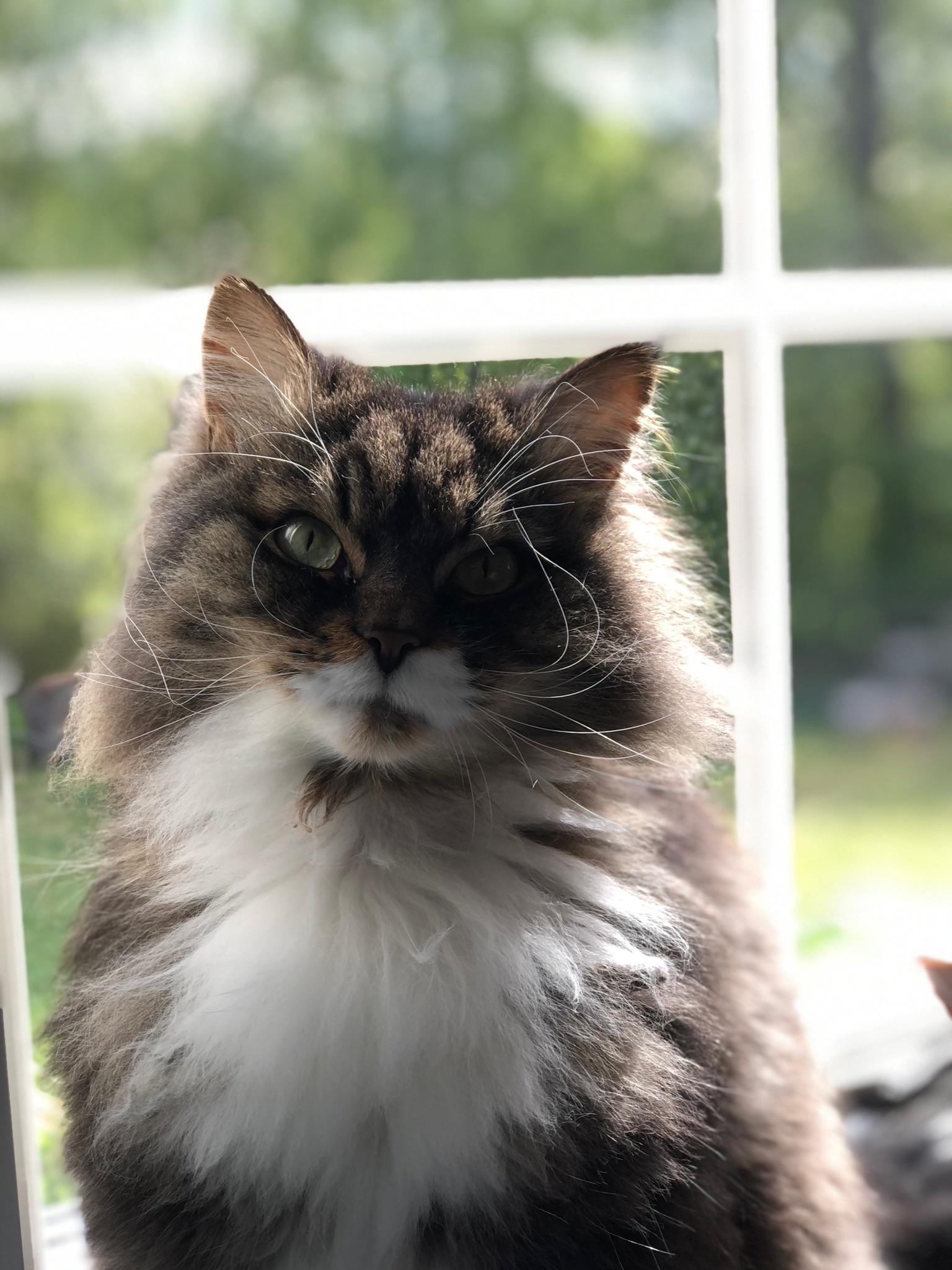 Sibirisk katt Achilles