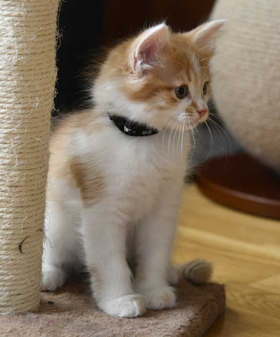 sibirisk kattunge Aldermin
