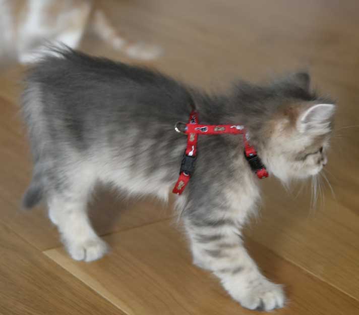 sibirisk kattunge Beemim