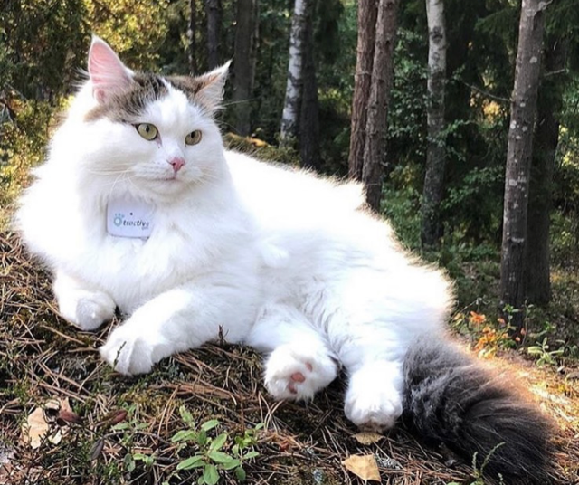 sibirisk katt Castor