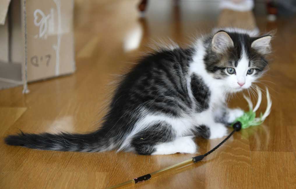 sibirisk kattunge Amor
