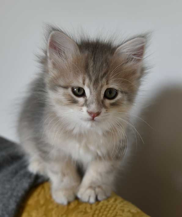 sibirisk kattunge Beemim